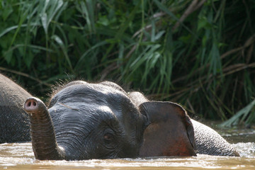 Elefantenkalb im Wasser