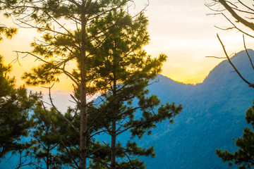 Landscape sunset with silhouette pine tree on the mountain
