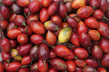 Fototapeta na wymiar Tamarillo harvest from Dieng plateau, Wonosobo, Central Java, Indonesia. Tamarillo, also known as a tree tomato, is a bright red or golden, egg-shaped topical fruit