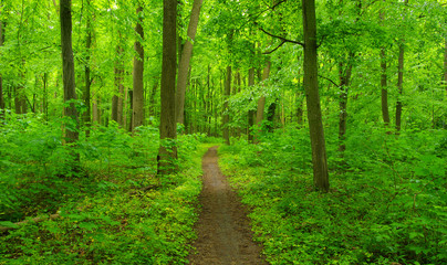 Forest trees in spring