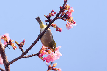 メジロと河津桜