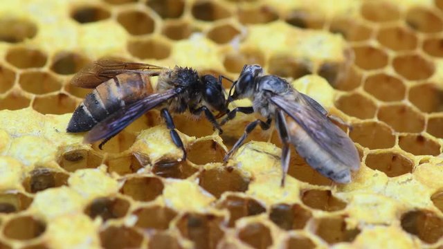 Royal Honey Bee in beehive. 