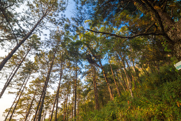 Landscape pine tree forest on the mountain