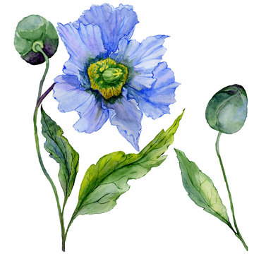 Beautiful blue poppy flower with green leaves. Set - large meconopsis flower and stem with a bud isolated on white background. Detailed and realistic. Watercolor painting.