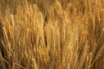 close up of ears of golden wheat in wheat field in autumn season