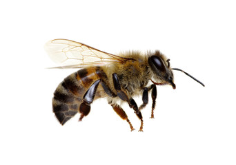 Bee isolated on white