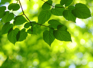 Fototapeta na wymiar Green leaves background
