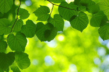 Naklejka na ściany i meble Green leaves background