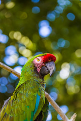 Parrot in Bali Island Indonesia