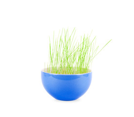 Green grass in blue bowl