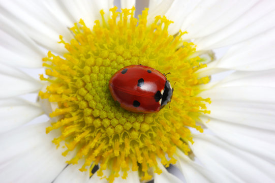 Ladybug on a flower