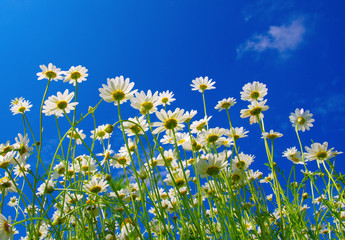 Field of daisies