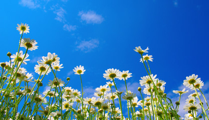 Obraz na płótnie Canvas Field of daisies