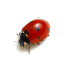 Ladybug isolated on white