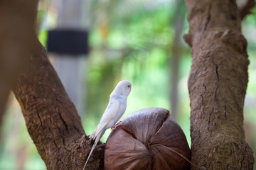 Love bird or Little parrot are happy on the tree . Fresh, natural