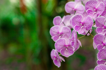 Refreshed Phalaenopsis Orchid Blooming flowers Joyful in Spring flower garden Colorful .