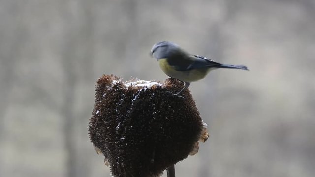 cinciallegra  cinciarella