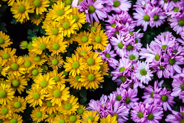 Refreshed Blooming flowers garden Joyful in Spring flower Colorful .