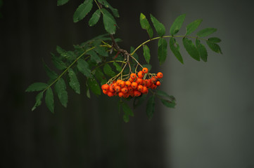 The picture shows an autumn branch of mountain ash with bright red berries.