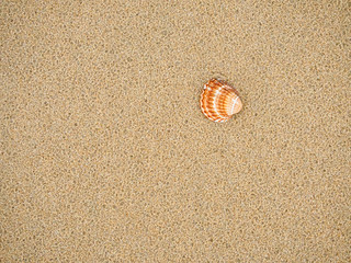 Wet sand with a seashell background