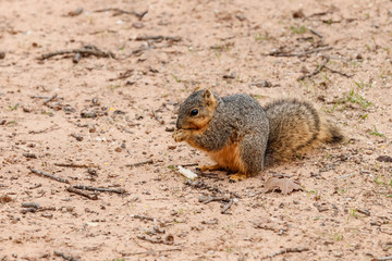 Naklejka na ściany i meble squirrel sitting and eating on the ground.