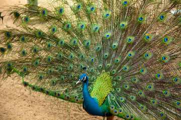 Obraz premium peacock bird with tail feathers colorful 