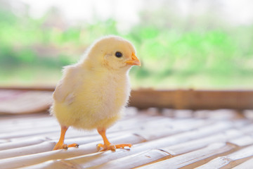 Chick young baby looking his you at poultry farm . Baby chick cute innocent Concept .