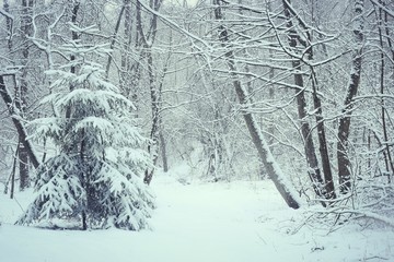 Trees covered snow in winter forest. Snowy fir and trees after snowfall.