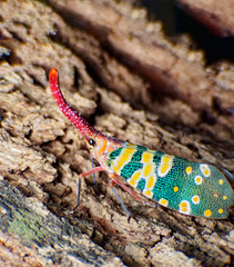 Extreme macro shot Fulgorid bug, Planthopper on tree, lanternfly, the insect on tree fruits.
