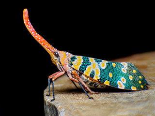 Extreme macro shot Fulgorid bug, Planthopper on tree, lanternfly, the insect on tree fruits. © nopporn