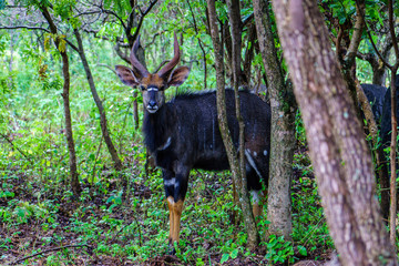 Nyala