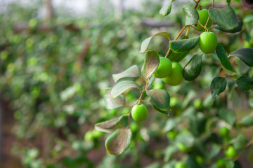 Jujube fruits or monkey apple ( Ziziphus mauritiana ) Fresh from the trees Organic fruits in the farmer's plot garden .