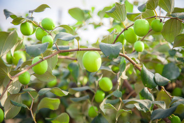 Jujube fruits or monkey apple ( Ziziphus mauritiana ) Fresh from the trees Organic fruits in the farmer's plot garden .