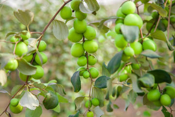 Jujube fruits or monkey apple ( Ziziphus mauritiana ) Fresh from the trees Organic fruits in the farmer's plot garden .