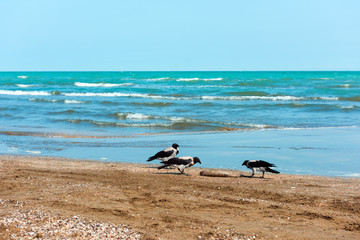 Crows on the shore eat fish