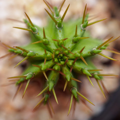 Small Cactus.