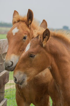 photo of a pair of cute Suffolk Punch foals