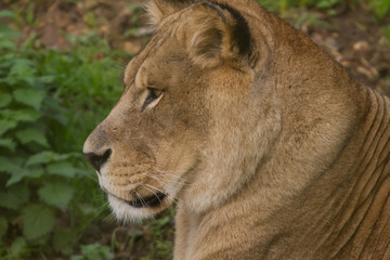 Naklejka na ściany i meble close-up photo portrait of a beautiful Barbary Lioness