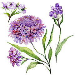 Beautiful purple iberis flower on a stem. Floral set (candytuft flowers, leaves, buds). Isolated on white background. Watercolor painting. Hand painted.