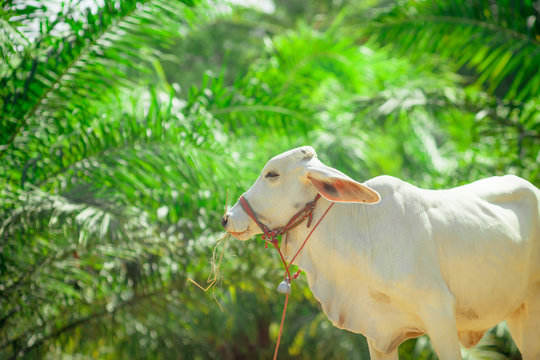 Brahman cow bovine species thailand are eating straw in thailand Countryside.