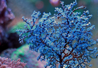 Fototapeta premium Blueberry Sea Fan (Acalycigorgia sp.) 