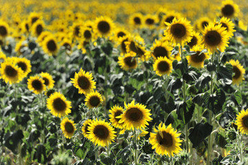 Sonnenblumenfeld, Sonnenblumen ( Helianthus annuus ), bei Montepulciano, Toscana, Italien, Europa