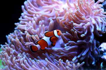 Naklejka na ściany i meble Clown fish enjoy in magnifica anemone