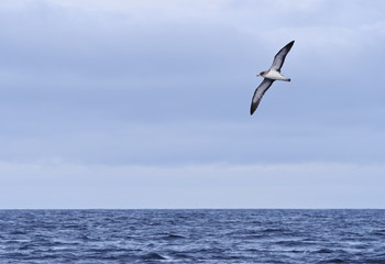 Fototapeta na wymiar Bird flying over Atlantic Ocean near the coast of Pico Island, Azores, Portugal