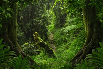 Forêt tropicale d& 39 Asie