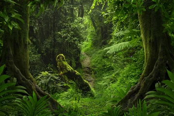 Türaufkleber Dschungel Asiatischer tropischer Regenwald