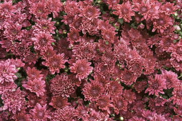 Group of pink flower as blackground
