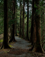 Obraz premium Path in forest