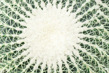 Closeup large green cactus as background