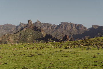 Obraz premium Owieczki Gran Canaria